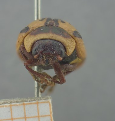 BE-RBINS-ENT Calligrapha_163 Calligrapha multipunctata Frontal.jpg BE-RBINS-ENT Calligrapha_163 Calligrapha multipunctata Frontal.jpg