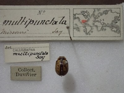 BE-RBINS-ENT Calligrapha_163 Calligrapha multipunctata label.jpg BE-RBINS-ENT Calligrapha_163 Calligrapha multipunctata label.jpg