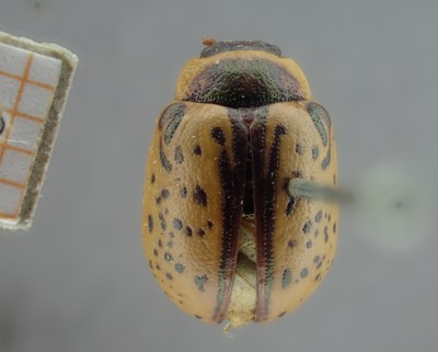 BE-RBINS-ENT Calligrapha_164 Calligrapha multipunctata Dorsal.jpg BE-RBINS-ENT Calligrapha_164 Calligrapha multipunctata Dorsal.jpg
