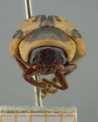 BE-RBINS-ENT Calligrapha_164 Calligrapha multipunctata Frontal.jpg