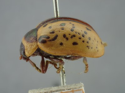 BE-RBINS-ENT Calligrapha_164 Calligrapha multipunctata Lateral.jpg BE-RBINS-ENT Calligrapha_164 Calligrapha multipunctata Lateral.jpg
