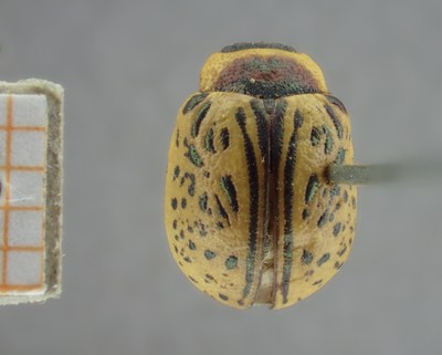 BE-RBINS-ENT Calligrapha_165 Calligrapha multipunctata Dorsal.jpg BE-RBINS-ENT Calligrapha_165 Calligrapha multipunctata Dorsal.jpg