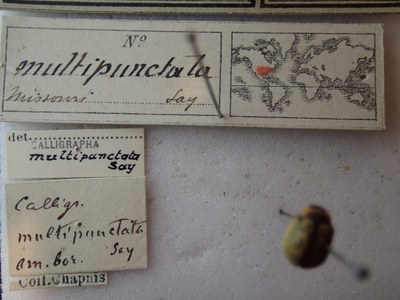 BE-RBINS-ENT Calligrapha_165 Calligrapha multipunctata Label.jpg BE-RBINS-ENT Calligrapha_165 Calligrapha multipunctata Label.jpg