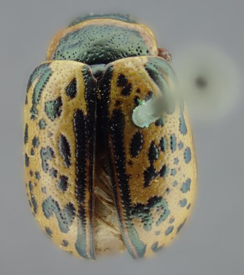BE-RBINS-ENT Calligrapha_166 Calligrapha multipunctata Dorsal.jpg BE-RBINS-ENT Calligrapha_166 Calligrapha multipunctata Dorsal.jpg