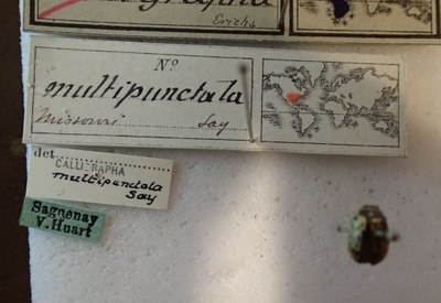 BE-RBINS-ENT Calligrapha_166 Calligrapha multipunctata Label.jpg BE-RBINS-ENT Calligrapha_166 Calligrapha multipunctata Label.jpg