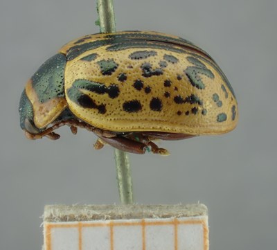 BE-RBINS-ENT Calligrapha_166 Calligrapha multipunctata Lateral.jpg BE-RBINS-ENT Calligrapha_166 Calligrapha multipunctata Lateral.jpg