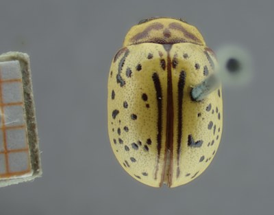 BE-RBINS-ENT Calligrapha_167 Calligrapha multipunctata Dorsal.jpg