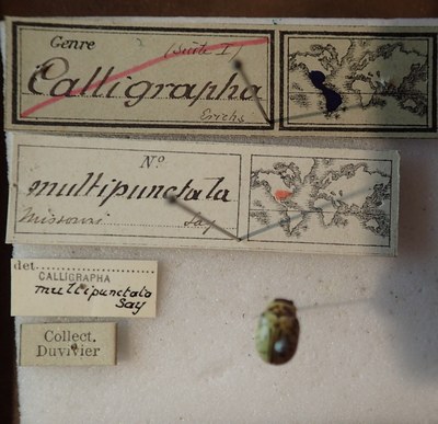 BE-RBINS-ENT Calligrapha_167 Calligrapha multipunctata Label.jpg BE-RBINS-ENT Calligrapha_167 Calligrapha multipunctata Label.jpg