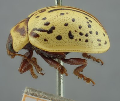 BE-RBINS-ENT Calligrapha_167 Calligrapha multipunctata Lateral.jpg BE-RBINS-ENT Calligrapha_167 Calligrapha multipunctata Lateral.jpg