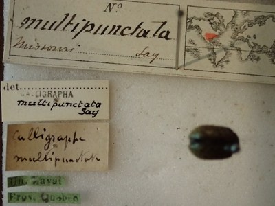 BE-RBINS-ENT Calligrapha_168 Calligrapha multipunctata label.jpg BE-RBINS-ENT Calligrapha_168 Calligrapha multipunctata label.jpg