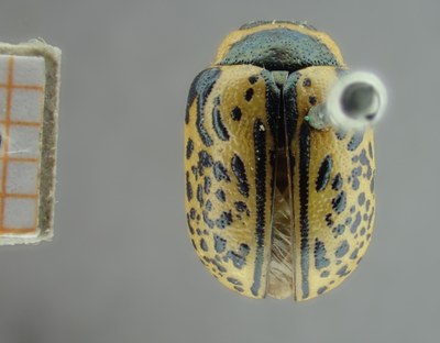 BE-RBINS-ENT Calligrapha_169 Calligrapha multipunctata Dorsal.jpg BE-RBINS-ENT Calligrapha_169 Calligrapha multipunctata Dorsal.jpg