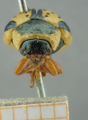 BE-RBINS-ENT Calligrapha_169 Calligrapha multipunctata Frontal.jpg