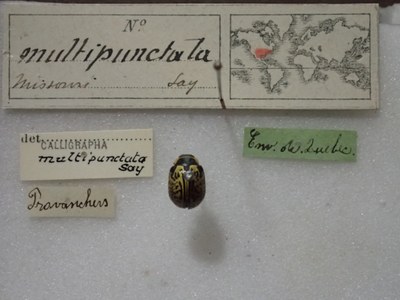 BE-RBINS-ENT Calligrapha_169 Calligrapha multipunctata Label.jpg BE-RBINS-ENT Calligrapha_169 Calligrapha multipunctata Label.jpg