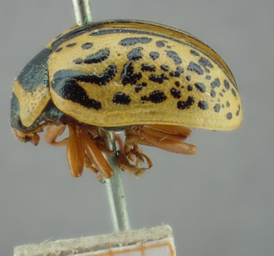 BE-RBINS-ENT Calligrapha_169 Calligrapha multipunctata Lateral.jpg BE-RBINS-ENT Calligrapha_169 Calligrapha multipunctata Lateral.jpg