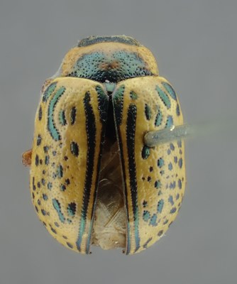 BE-RBINS-ENT Calligrapha_171 Calligrapha multipunctata Dorsal.jpg BE-RBINS-ENT Calligrapha_171 Calligrapha multipunctata Dorsal.jpg