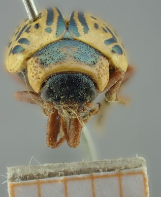 BE-RBINS-ENT Calligrapha_171 Calligrapha multipunctata Frontal.jpg