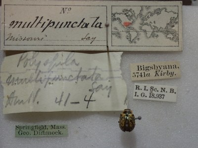 BE-RBINS-ENT Calligrapha_171 Calligrapha multipunctata Label.jpg BE-RBINS-ENT Calligrapha_171 Calligrapha multipunctata Label.jpg