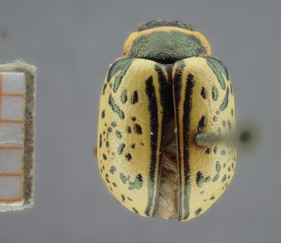 BE-RBINS-ENT Calligrapha_172 Calligrapha multipunctata Dorsal.jpg BE-RBINS-ENT Calligrapha_172 Calligrapha multipunctata Dorsal.jpg