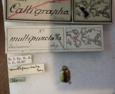 BE-RBINS-ENT Calligrapha_172 Calligrapha multipunctata Label.jpg BE-RBINS-ENT Calligrapha_172 Calligrapha multipunctata Label.jpg