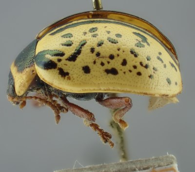 BE-RBINS-ENT Calligrapha_172 Calligrapha multipunctata Lateral.jpg BE-RBINS-ENT Calligrapha_172 Calligrapha multipunctata Lateral.jpg