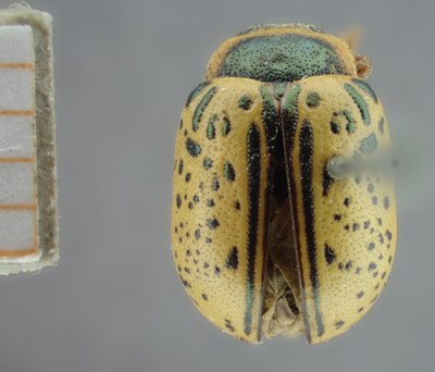 BE-RBINS-ENT Calligrapha_173 Calligrapha multipunctata Dorsal.jpg BE-RBINS-ENT Calligrapha_173 Calligrapha multipunctata Dorsal.jpg