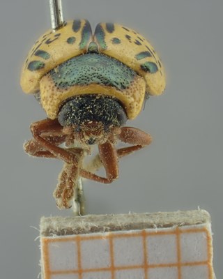 BE-RBINS-ENT Calligrapha_173 Calligrapha multipunctata Frontal.jpg BE-RBINS-ENT Calligrapha_173 Calligrapha multipunctata Frontal.jpg