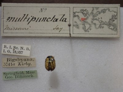 BE-RBINS-ENT Calligrapha_173 Calligrapha multipunctata Label.jpg BE-RBINS-ENT Calligrapha_173 Calligrapha multipunctata Label.jpg