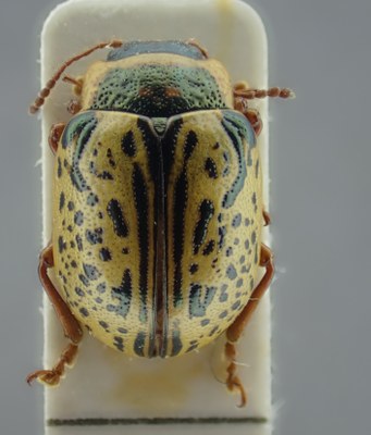 BE-RBINS-ENT Calligrapha_174 Calligrapha multipunctata Dorsal.jpg BE-RBINS-ENT Calligrapha_174 Calligrapha multipunctata Dorsal.jpg