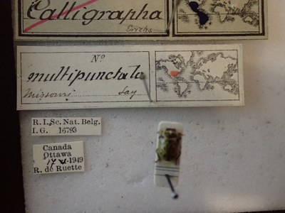 BE-RBINS-ENT Calligrapha_174 Calligrapha multipunctata Label.jpg BE-RBINS-ENT Calligrapha_174 Calligrapha multipunctata Label.jpg