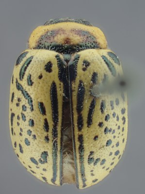 BE-RBINS-ENT Calligrapha_175 Calligrapha multipunctata Dorsal.jpg BE-RBINS-ENT Calligrapha_175 Calligrapha multipunctata Dorsal.jpg