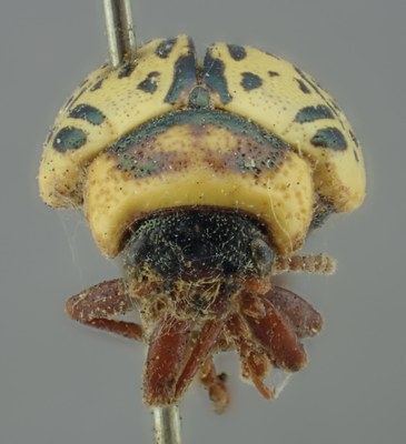 BE-RBINS-ENT Calligrapha_175 Calligrapha multipunctata Frontal.jpg BE-RBINS-ENT Calligrapha_175 Calligrapha multipunctata Frontal.jpg