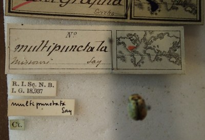 BE-RBINS-ENT Calligrapha_175 Calligrapha multipunctata Label.jpg BE-RBINS-ENT Calligrapha_175 Calligrapha multipunctata Label.jpg