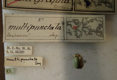 BE-RBINS-ENT Calligrapha_175 Calligrapha multipunctata Label.jpg