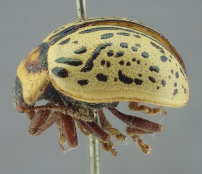 BE-RBINS-ENT Calligrapha_175 Calligrapha multipunctata Lateral.jpg BE-RBINS-ENT Calligrapha_175 Calligrapha multipunctata Lateral.jpg