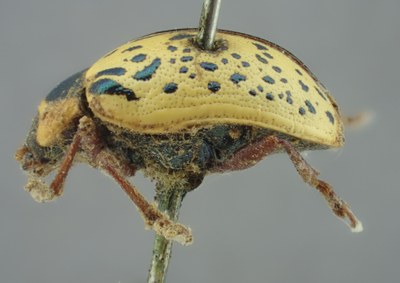 BE-RBINS-ENT Calligrapha_176 Calligrapha multipunctata Lateral.jpg BE-RBINS-ENT Calligrapha_176 Calligrapha multipunctata Lateral.jpg