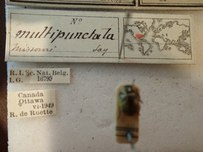BE-RBINS-ENT Calligrapha_177 Calligrapha multipunctata Label.jpg BE-RBINS-ENT Calligrapha_177 Calligrapha multipunctata Label.jpg
