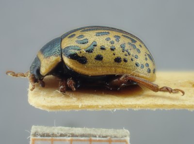 BE-RBINS-ENT Calligrapha_177 Calligrapha multipunctata Lateral.jpg BE-RBINS-ENT Calligrapha_177 Calligrapha multipunctata Lateral.jpg