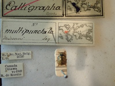 BE-RBINS-ENT Calligrapha_178 Calligrapha multipunctata Label.jpg BE-RBINS-ENT Calligrapha_178 Calligrapha multipunctata Label.jpg