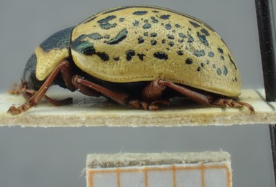 BE-RBINS-ENT Calligrapha_179 Calligrapha multipunctata Lateral.jpg BE-RBINS-ENT Calligrapha_179 Calligrapha multipunctata Lateral.jpg