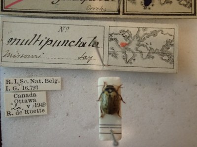 BE-RBINS-ENT Calligrapha_180 Calligrapha multipunctata Label.jpg BE-RBINS-ENT Calligrapha_180 Calligrapha multipunctata Label.jpg