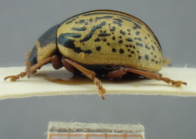 BE-RBINS-ENT Calligrapha_180 Calligrapha multipunctata Lateral.jpg BE-RBINS-ENT Calligrapha_180 Calligrapha multipunctata Lateral.jpg