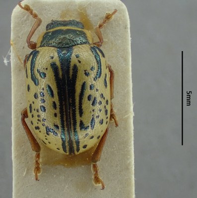BE-RBINS-ENT Calligrapha_181 Calligrapha multipunctata Dorsal.jpg BE-RBINS-ENT Calligrapha_181 Calligrapha multipunctata Dorsal.jpg