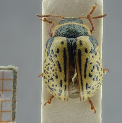 BE-RBINS-ENT Calligrapha_182 Calligrapha multipunctata Dorsal.jpg