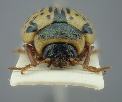 BE-RBINS-ENT Calligrapha_182 Calligrapha multipunctata Frontal.jpg