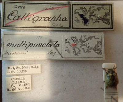 BE-RBINS-ENT Calligrapha_182 Calligrapha multipunctata Label.jpg BE-RBINS-ENT Calligrapha_182 Calligrapha multipunctata Label.jpg