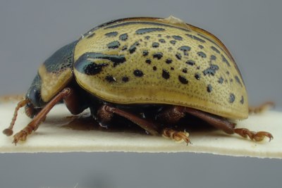 BE-RBINS-ENT Calligrapha_182 Calligrapha multipunctata Lateral.jpg BE-RBINS-ENT Calligrapha_182 Calligrapha multipunctata Lateral.jpg