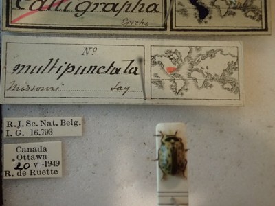 BE-RBINS-ENT Calligrapha_183 Calligrapha multipunctata Label.jpg BE-RBINS-ENT Calligrapha_183 Calligrapha multipunctata Label.jpg