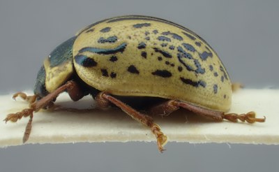 BE-RBINS-ENT Calligrapha_183 Calligrapha multipunctata ateral.jpg BE-RBINS-ENT Calligrapha_183 Calligrapha multipunctata ateral.jpg