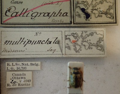 BE-RBINS-ENT Calligrapha_184 Calligrapha multipunctata Label.jpg BE-RBINS-ENT Calligrapha_184 Calligrapha multipunctata Label.jpg