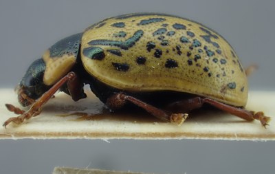 BE-RBINS-ENT Calligrapha_184 Calligrapha multipunctata Lateral.jpg BE-RBINS-ENT Calligrapha_184 Calligrapha multipunctata Lateral.jpg